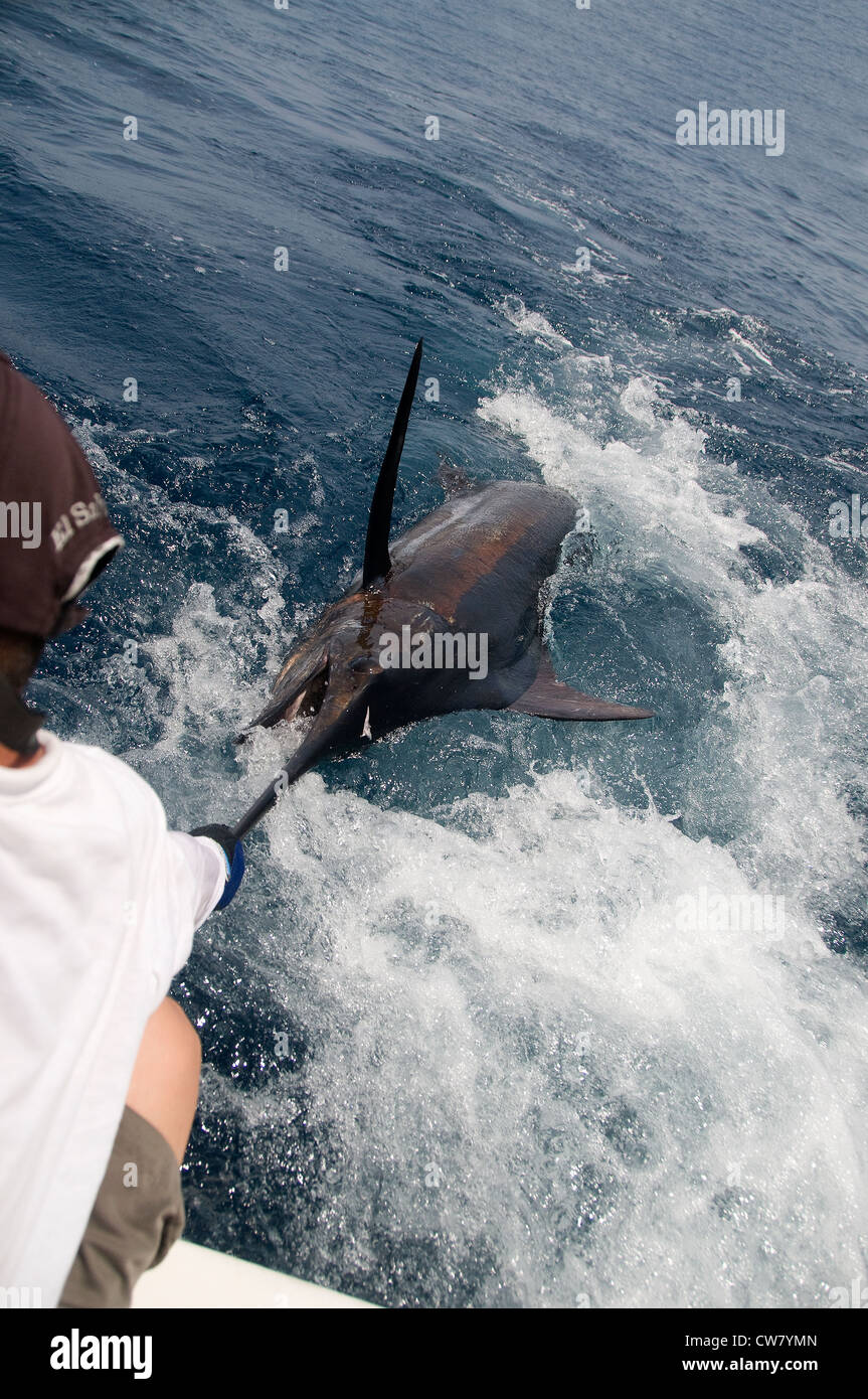 A mate grabs for the bill of a 300 pound black marlin caught in the