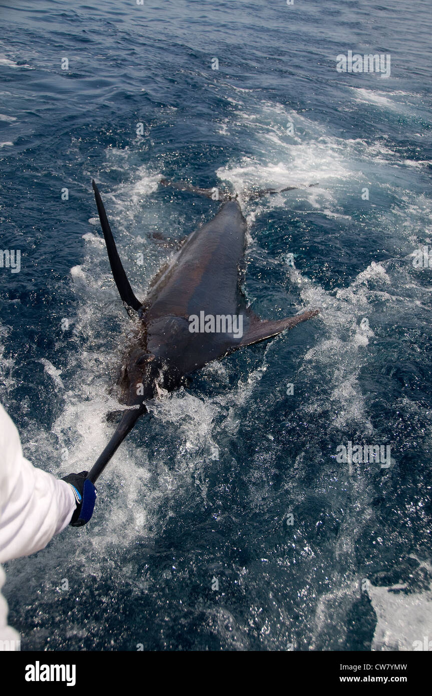 A mate grabs for the bill of a 300 pound black marlin caught in the Pacific Ocean. Stock Photo
