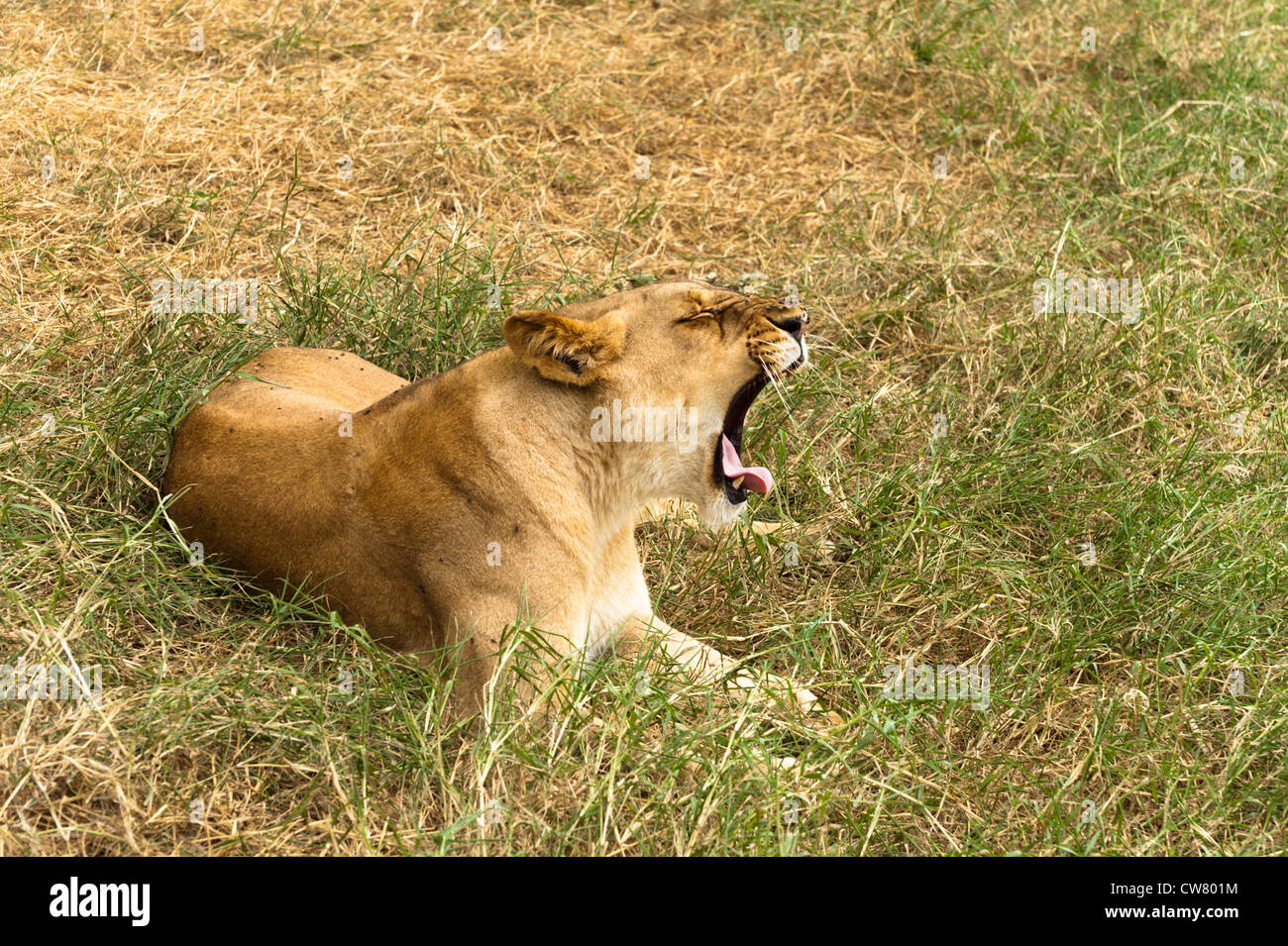 lioness yawn Stock Photo