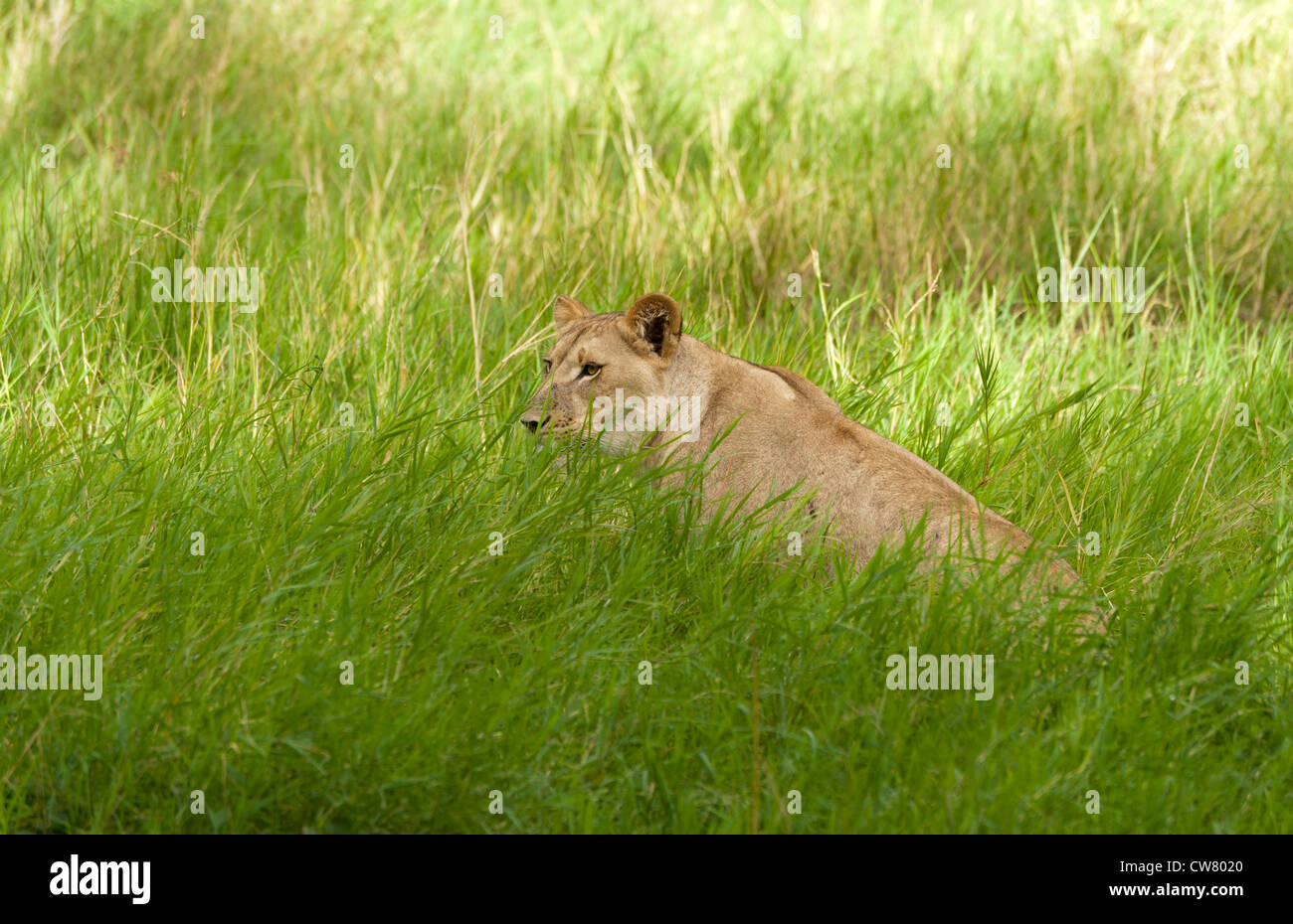 African lioness in hide Stock Photo