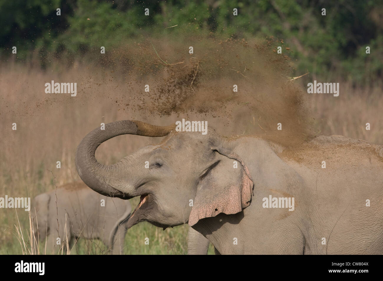 The awesome Asiatic elephant bathing in dust , stopping vehicles in