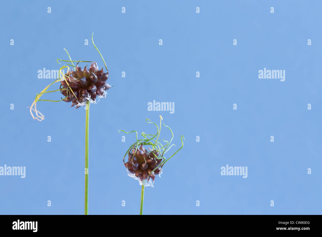 Wild garlic edible aerial bulbs Stock Photo Alamy