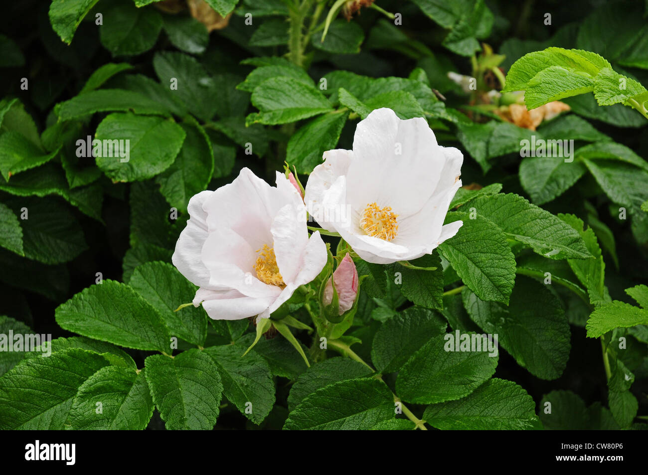 Rosa rugosa Alba Stock Photo