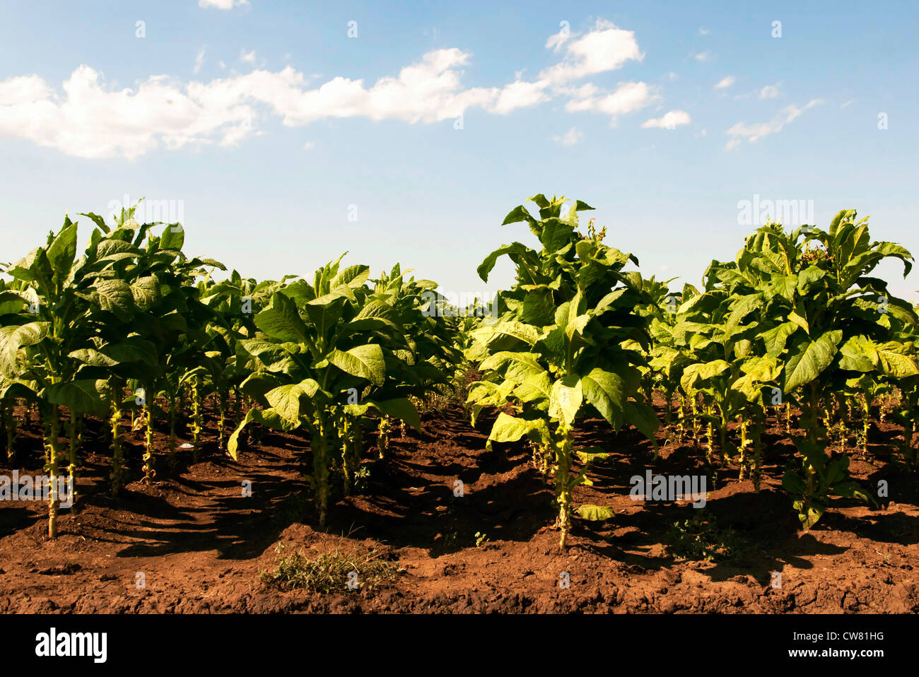 where was tobacco first grown Chart: The World's Largest Tobacco Producers