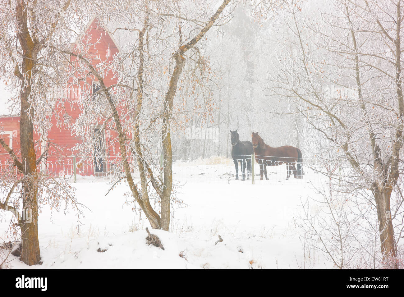 Horses standing beside a red barn in winter Near Edmonton, Alberta, Canada Stock Photo