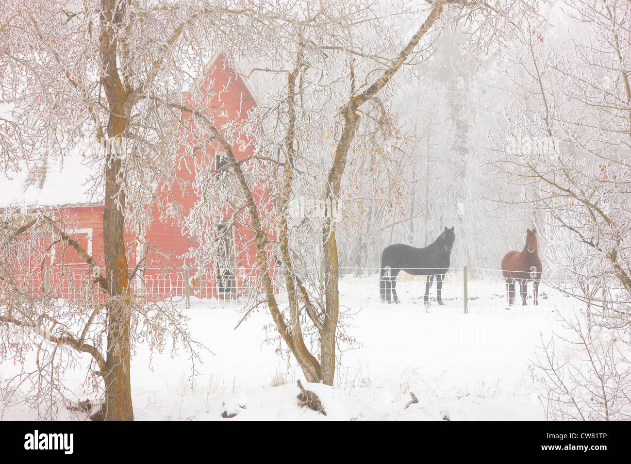 Horses standing beside a red barn in winter Near Edmonton, Alberta, Canada Stock Photo