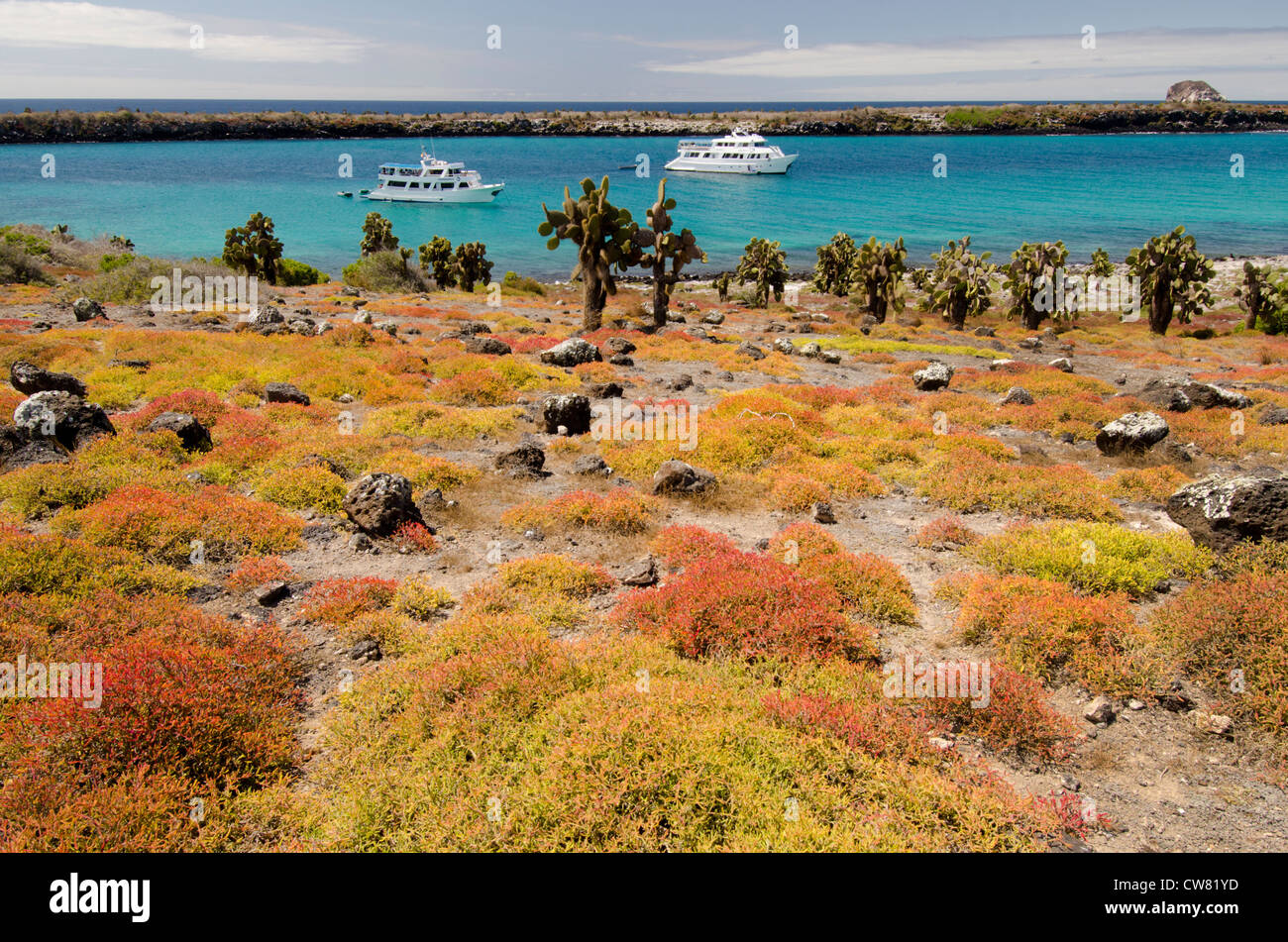 Ecuador, Galapagos, South Plaza Island. Colorful Galapagos Carpetweed landscape with boats. Stock Photo