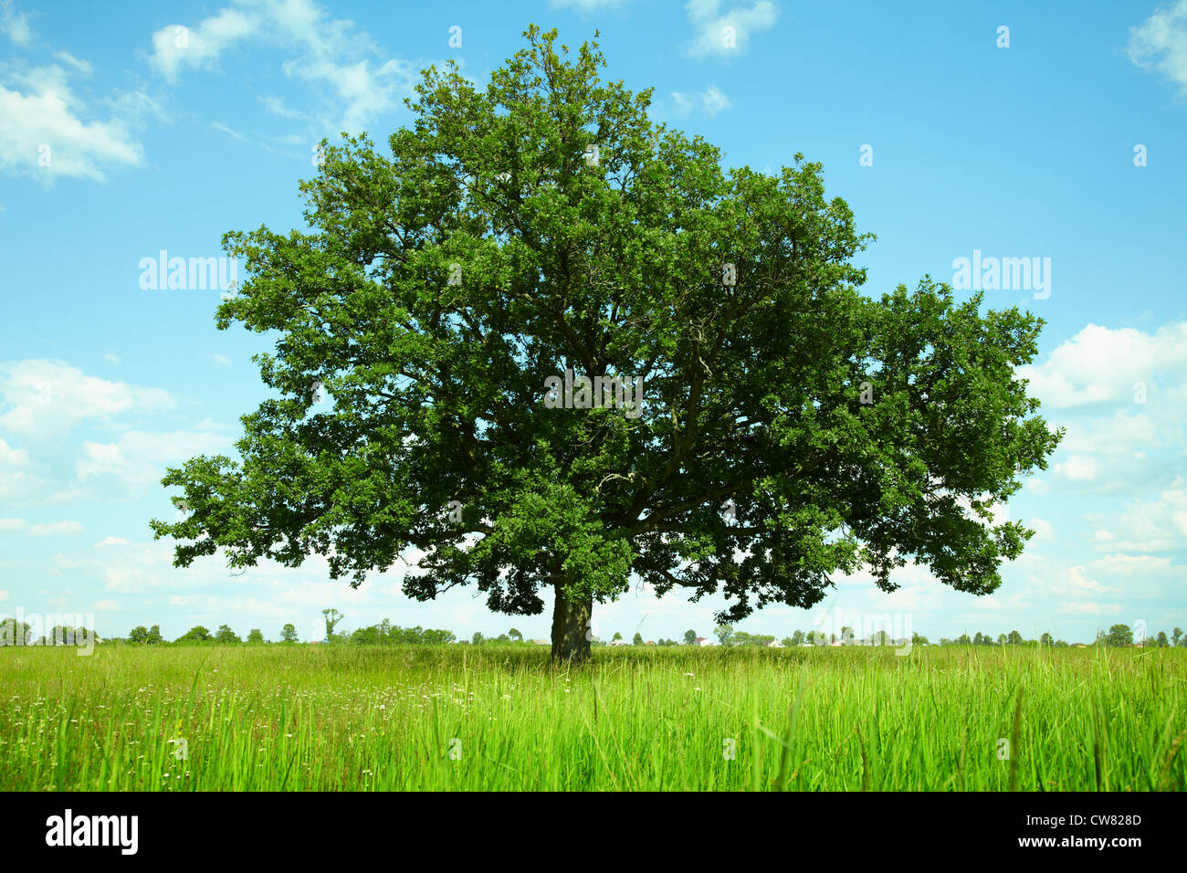 One oak tree in a field Stock Photo - Alamy