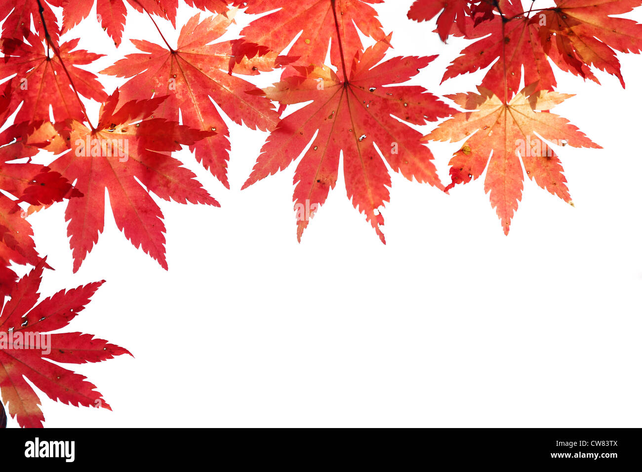 Beautiful autumn maple leaves background Stock Photo - Alamy