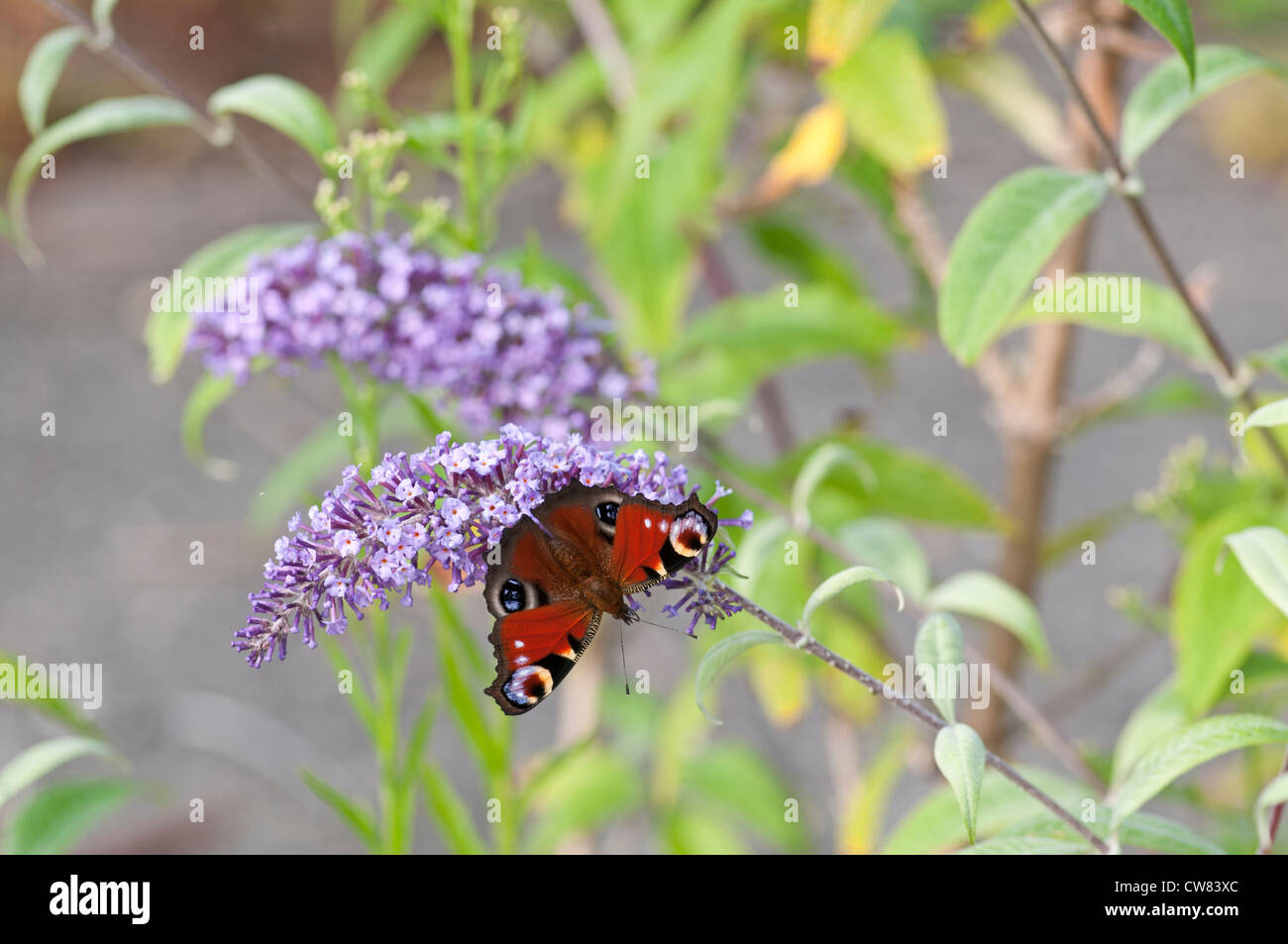 Peacock butterfly (Inachis io) on Buddleja bush (Buddleja davidii Stock ...
