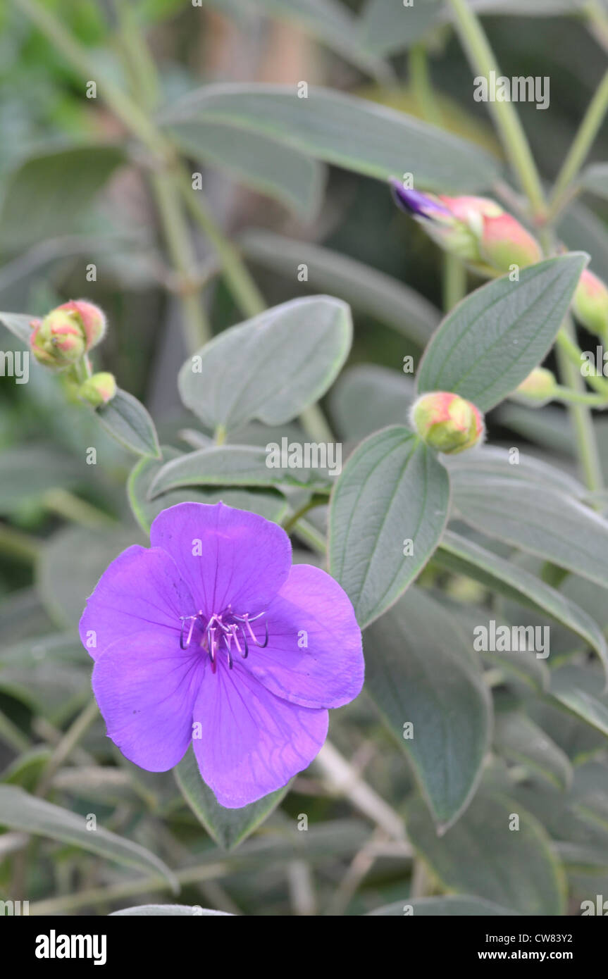 Glory Bush: Tibouchina organensis Stock Photo