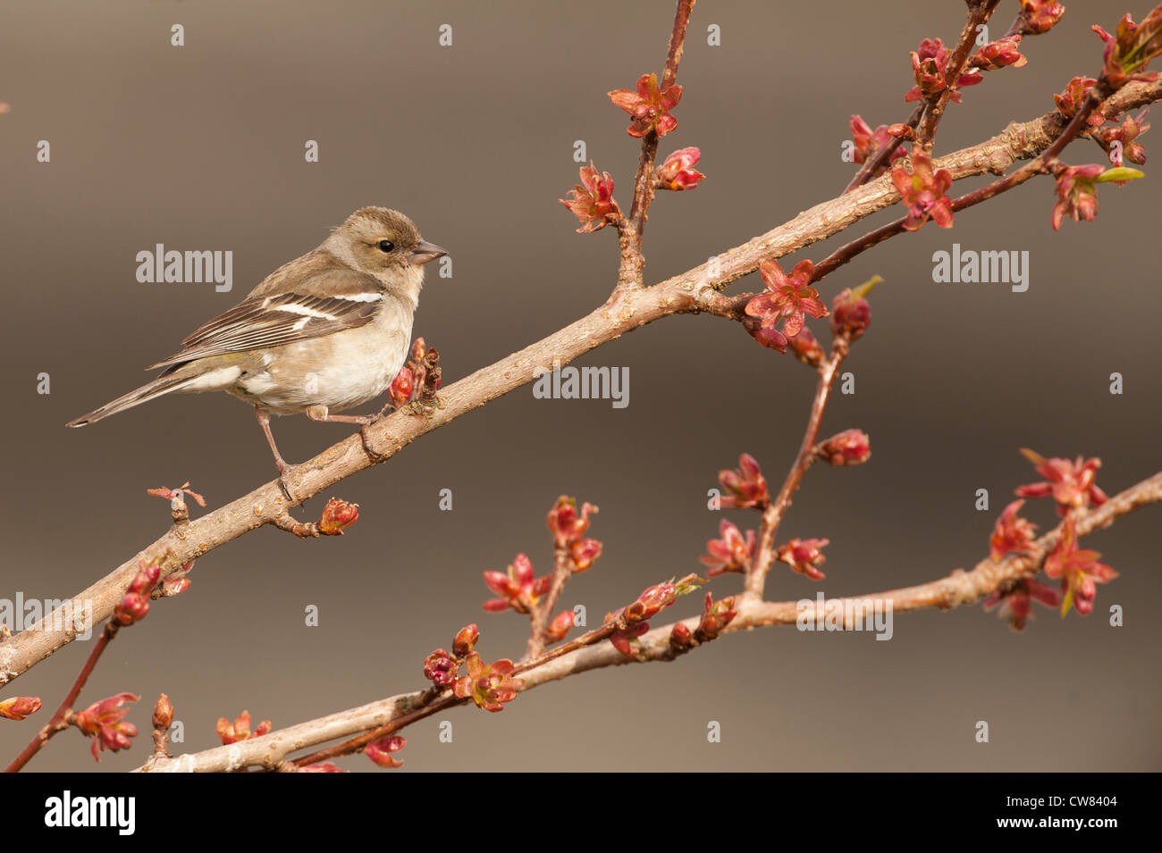 A female Chaffinch sitting on a Cherry Tree in Scotland Stock Photo