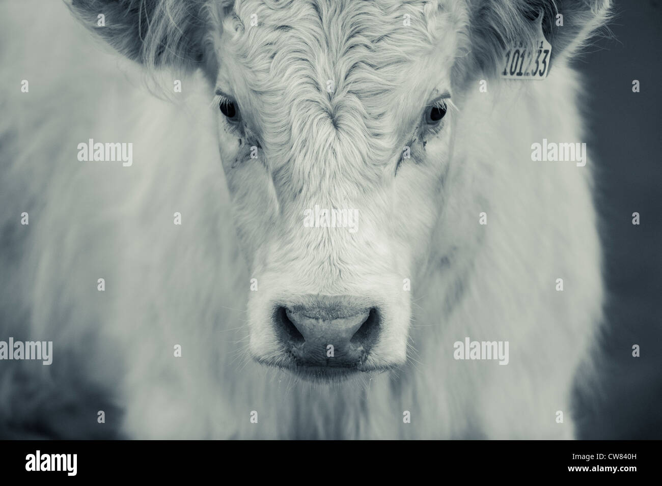 A Cow gives me a long stare. Stock Photo