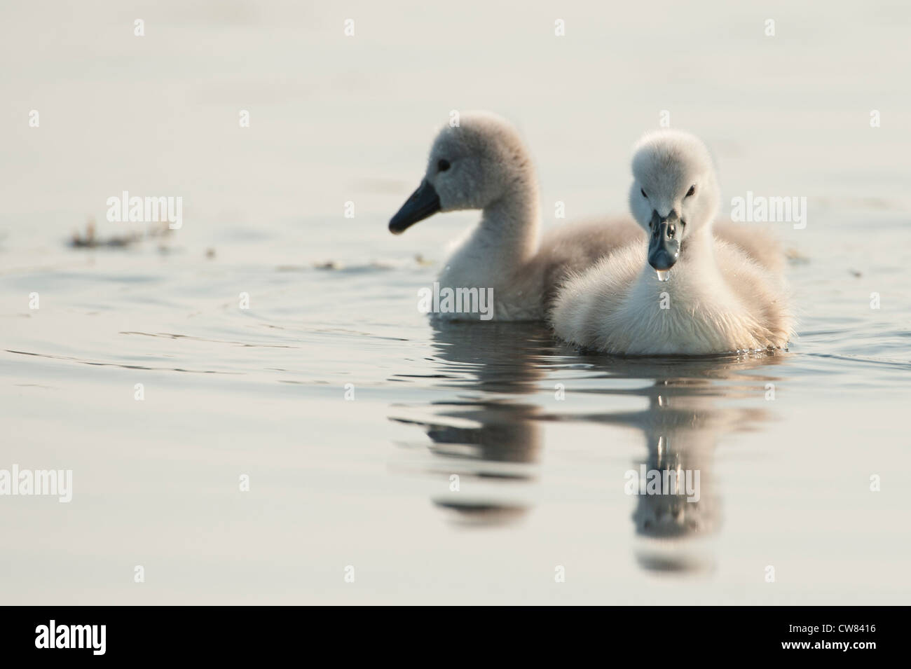 Mute Swan Cygnets in the River Doon, Scotland Stock Photo