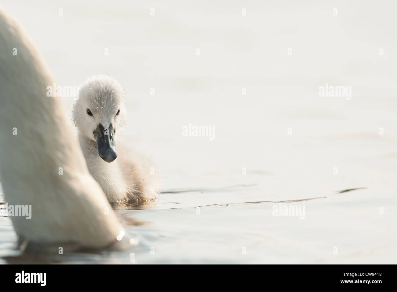 A Mother Mute Swan and her Cygnet Stock Photo