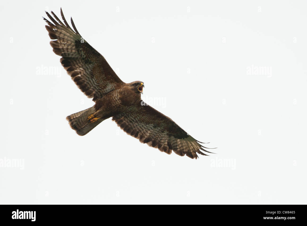 Common Buzzard (Buteo buteo) Photographed in the galloway hills of Scotland. Stock Photo