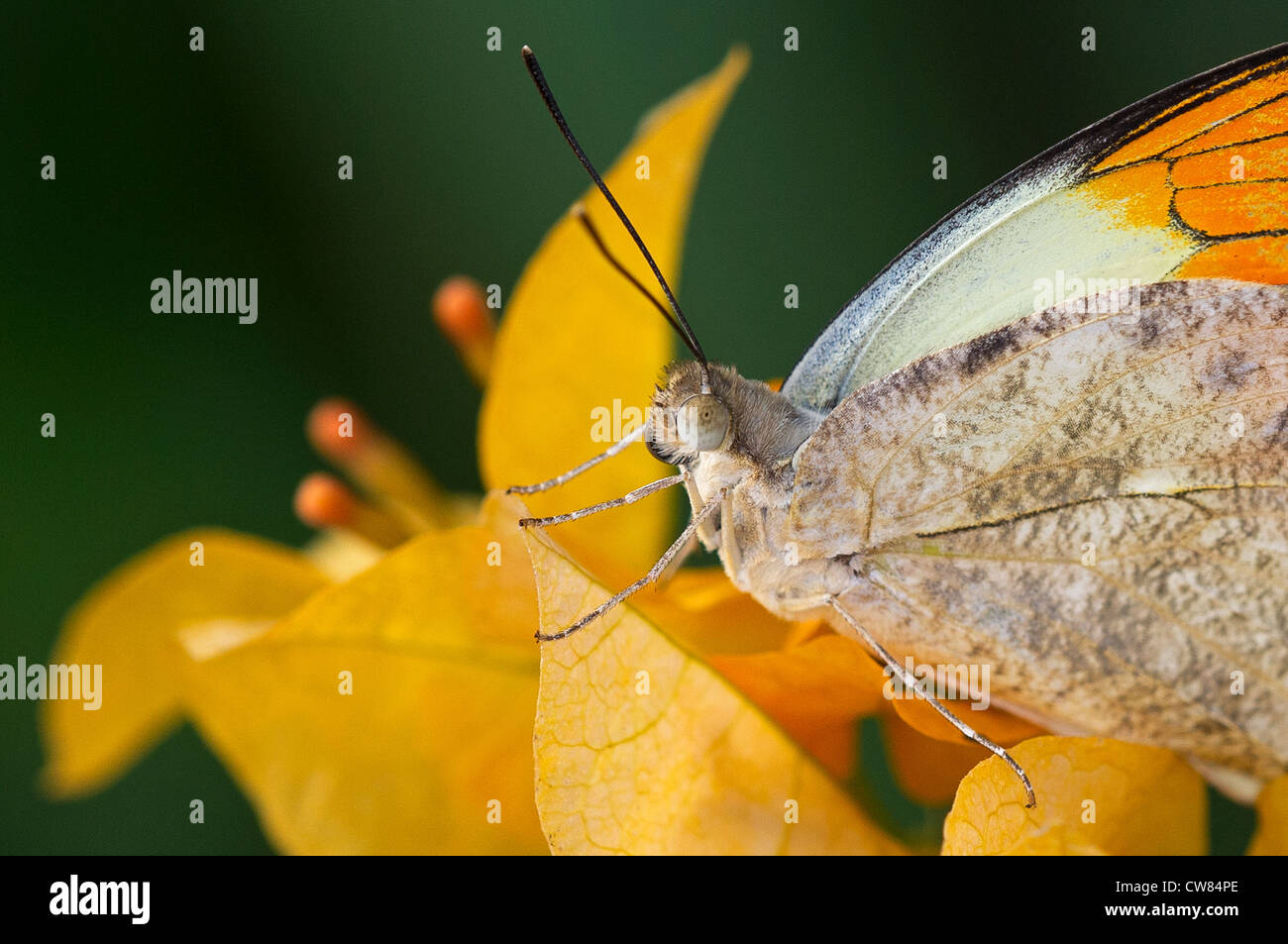An adult Great Orange Tip butterfly Stock Photo