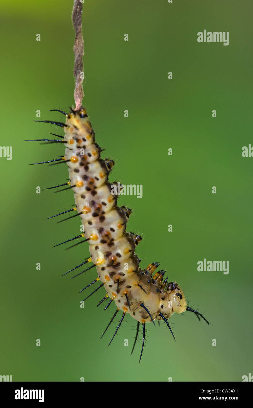 A pupating larva of the Red Postman butterfly Stock Photo