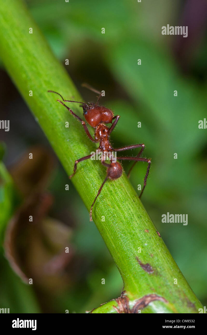 A Leaf Cutter ant climbing a stem Stock Photo