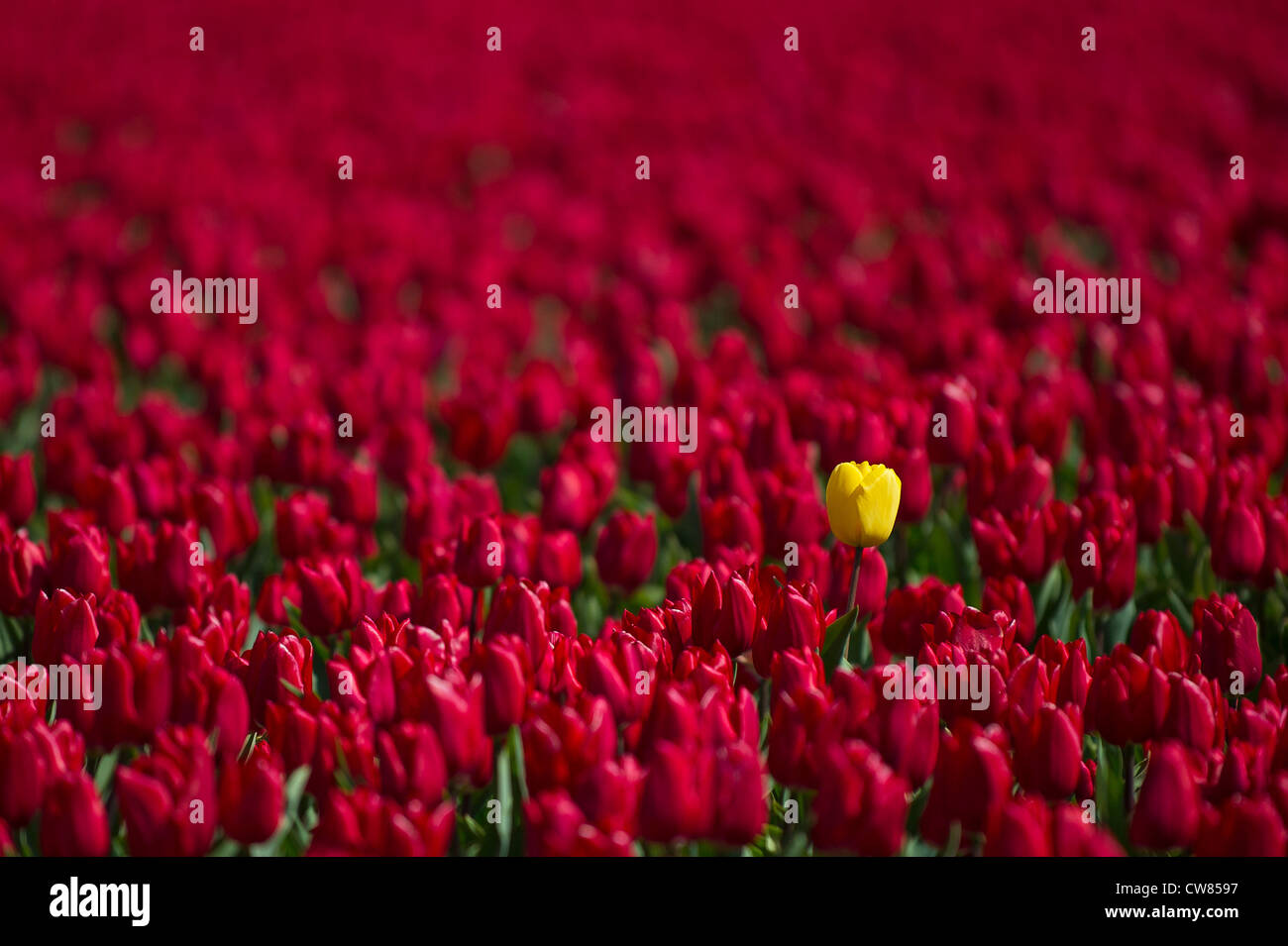 Tulips in the Dutch tulip fields Stock Photo