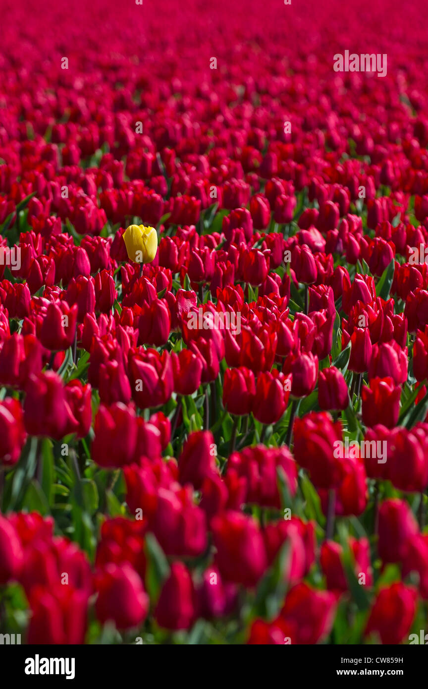 Tulips in the Dutch tulip fields Stock Photo