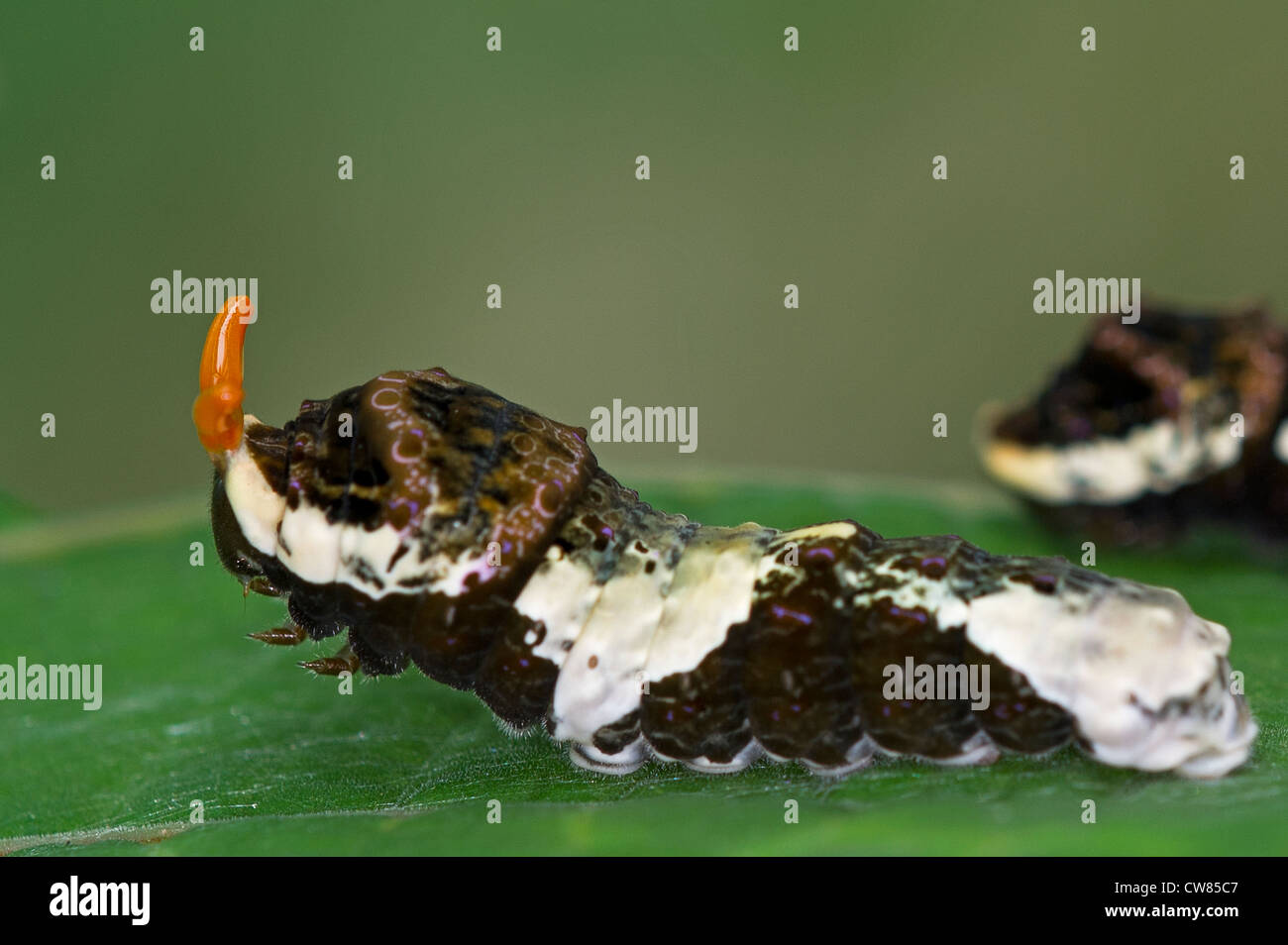 Larva of the Thoas Swallowtail Stock Photo