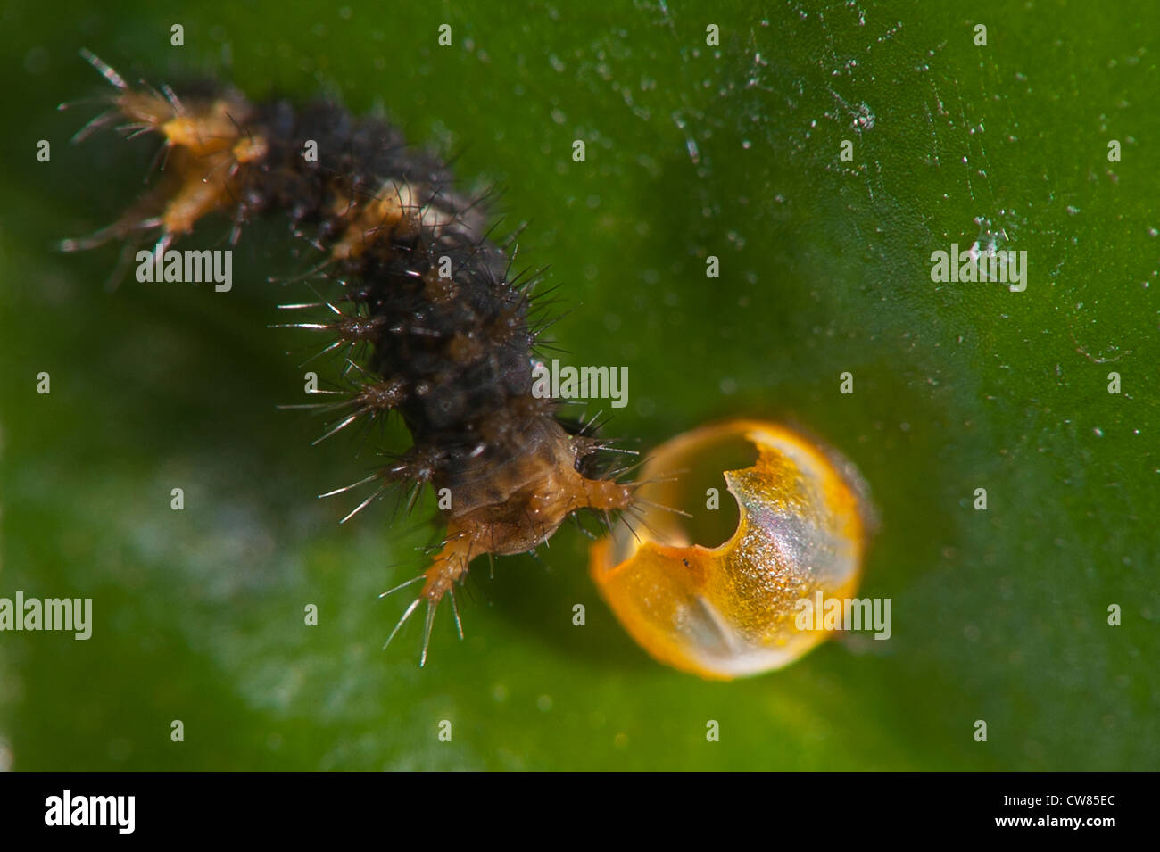 Swallowtail butterfly egg hires stock photography and images Alamy