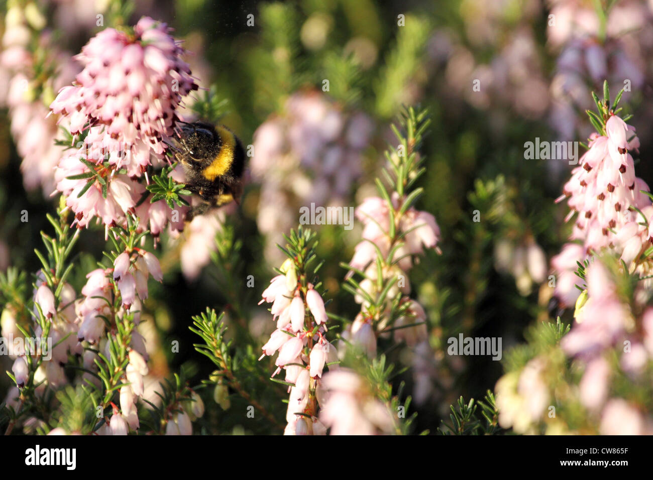 Heather Treebees Do Bees Like Heather? – What Bees Like and Don’t Like! – IHUGQ