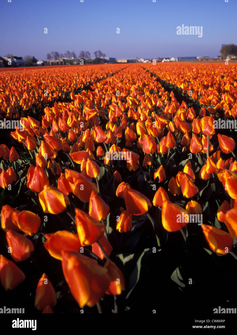 Netherlands, Leiden, the Tulip bulb fields in spring Stock Photo Alamy
