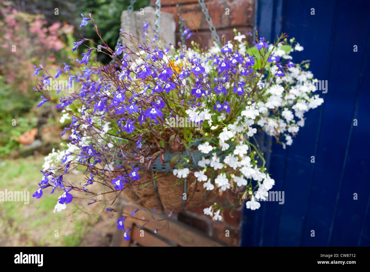 A summer hanging basket Stock Photo Alamy