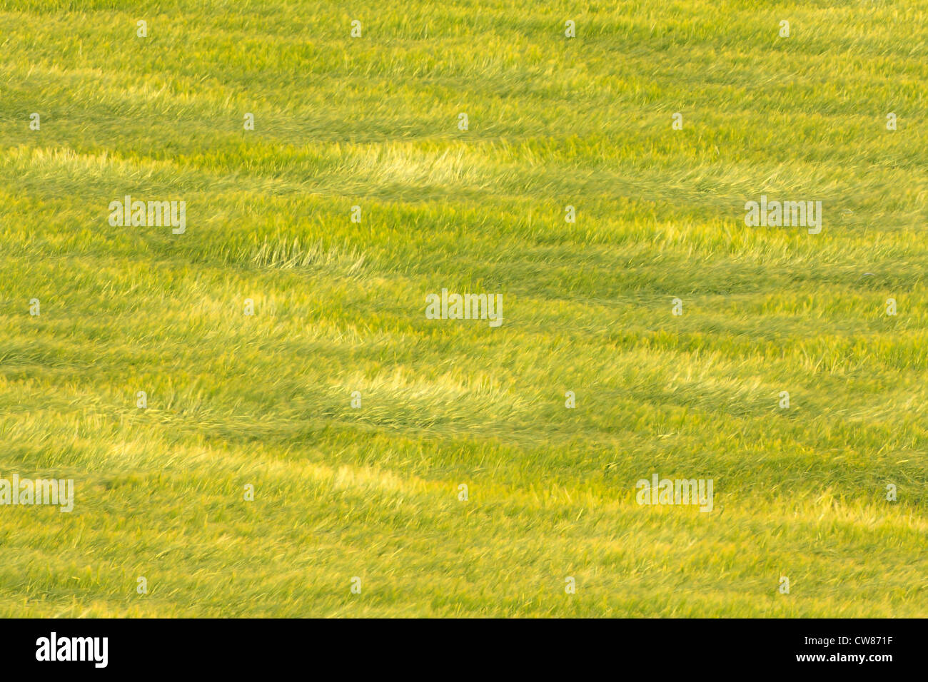 Wind blowing wheat field. Lleida. Catalonia. Spain. Stock Photo