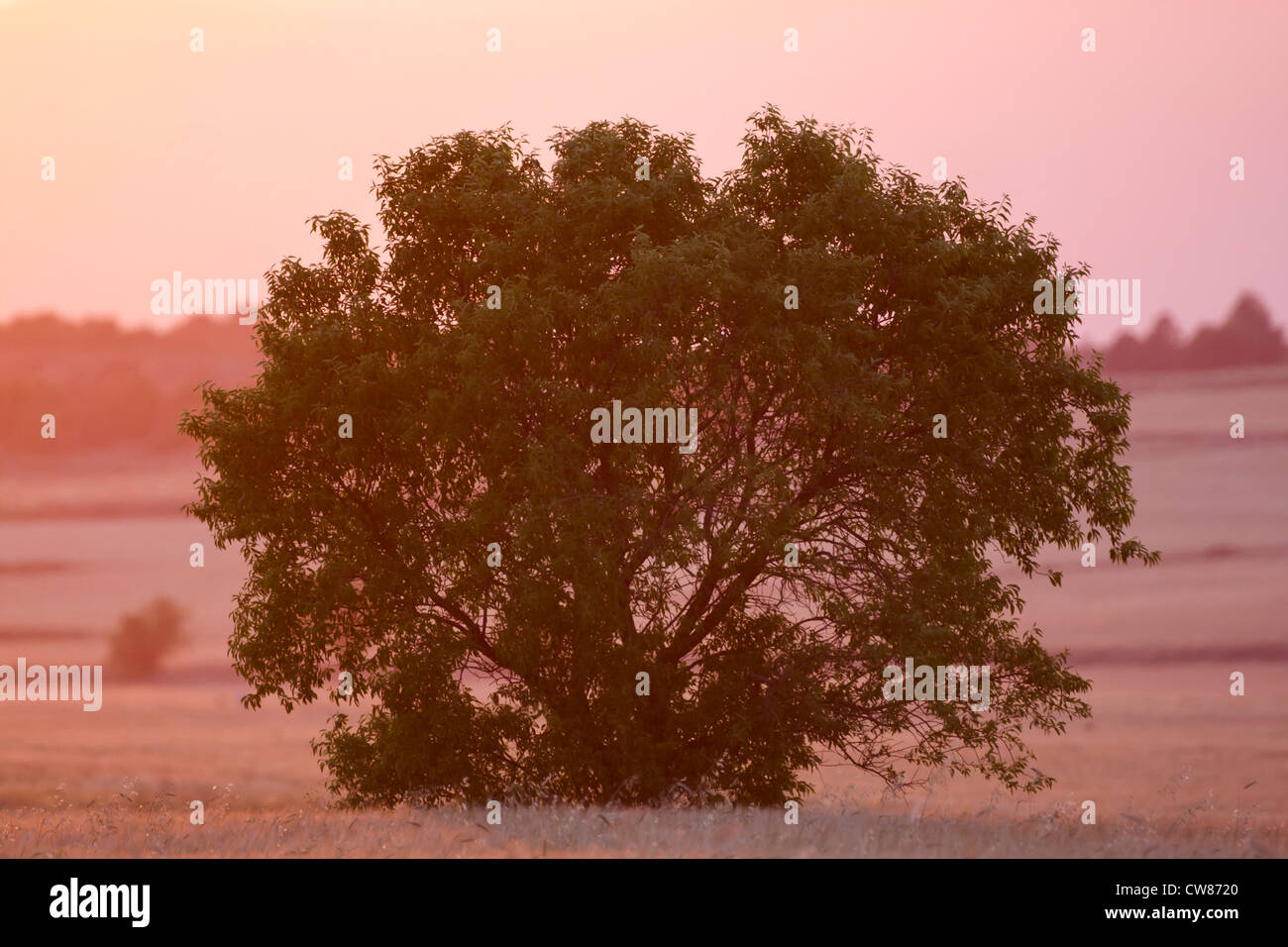Almond Tree (Prunus dulcis) at sunset. Lleida. Catalonia. Spain. Stock Photo
