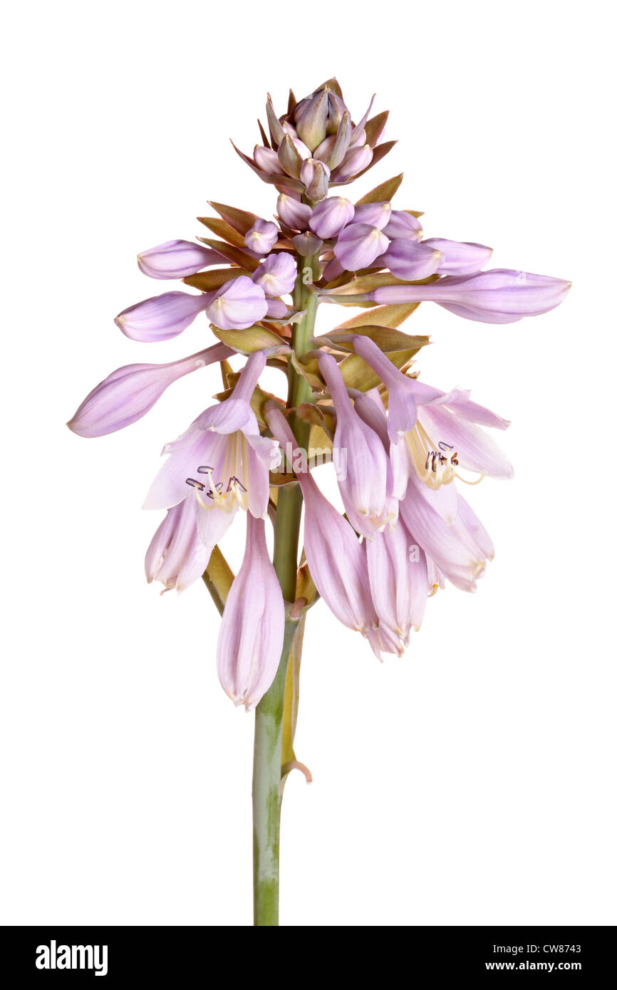 Single stem with multiple open flowers of a hosta hybrid isolated