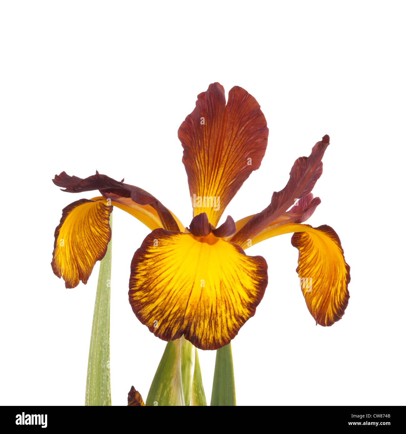 Stem with an open flower of a yellow and brown Spuria iris isolated against a white background Stock Photo