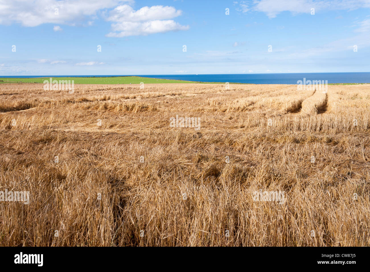 Ruined crops laid down by heavy rain and wind. Stock Photo