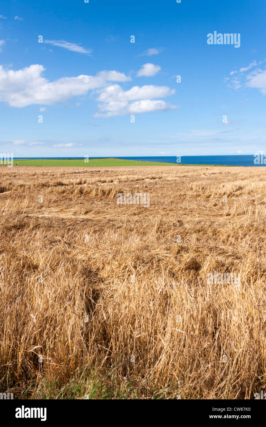 Ruined crops laid down by heavy rain and wind. Stock Photo