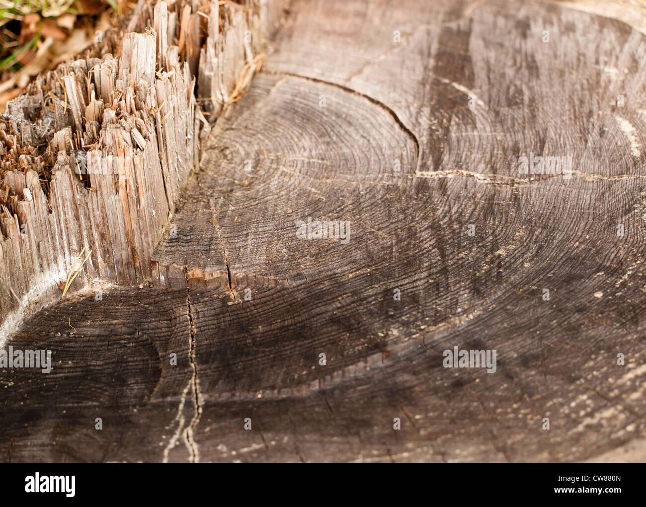 Counting tree rings hi-res stock photography and images - Alamy
