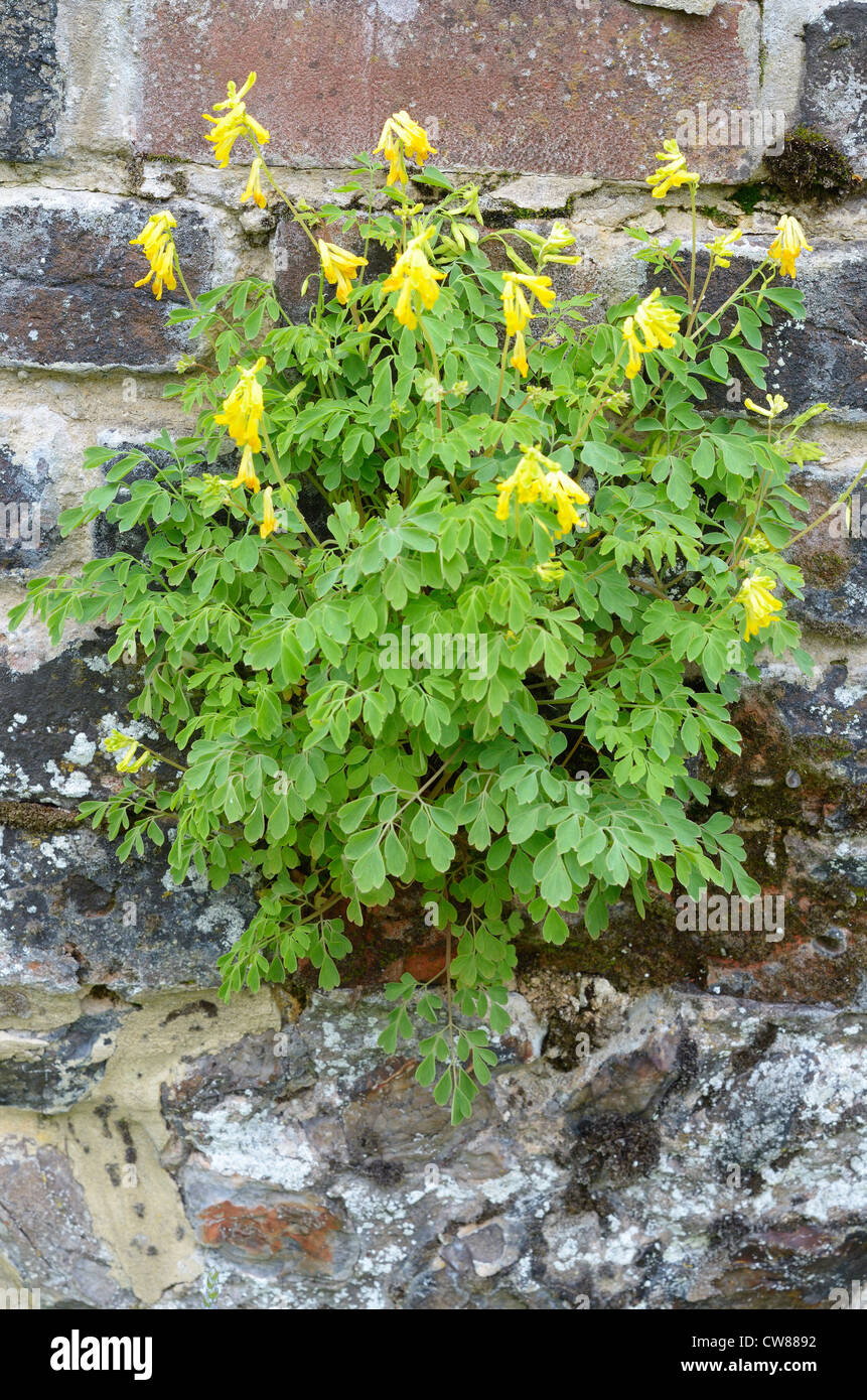 Corydalis wilsonii , in flower, growing on old garden wall, England, July Stock Photo