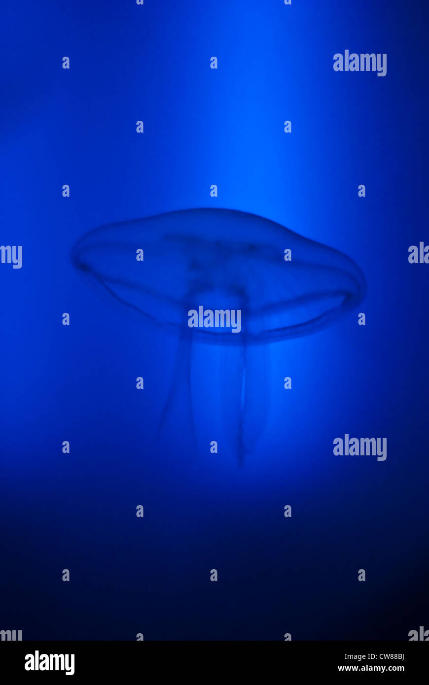 This jellyfish walks towards the light Stock Photo Alamy