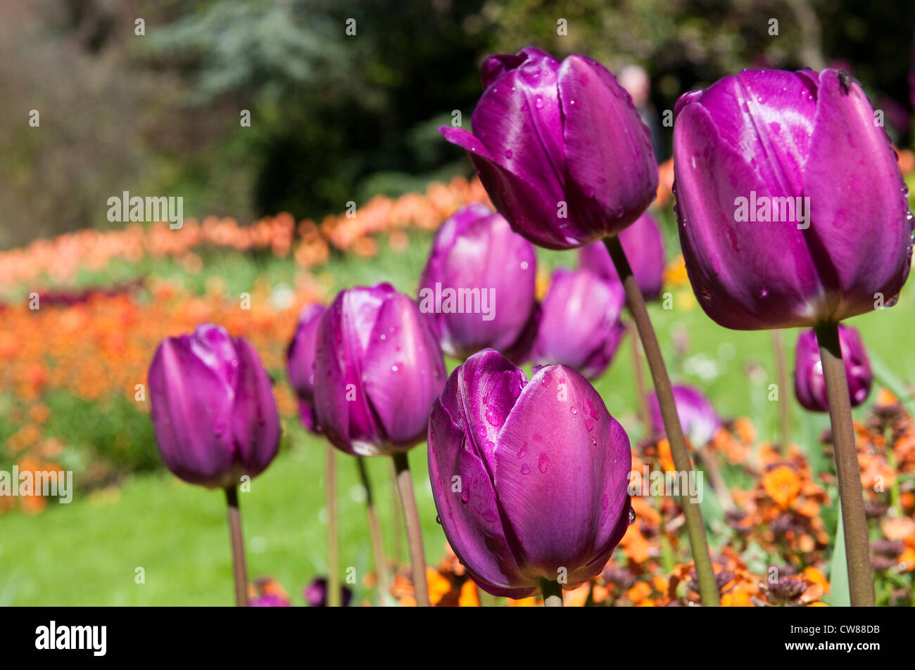 Flowers at the Arboretum Park in Nottingham City, Nottinghamshire England UK Stock Photo Alamy