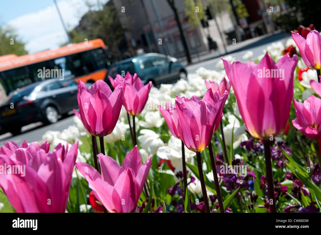 Flowers on a traffic island as part of Nottingham in Bloom, Nottingham