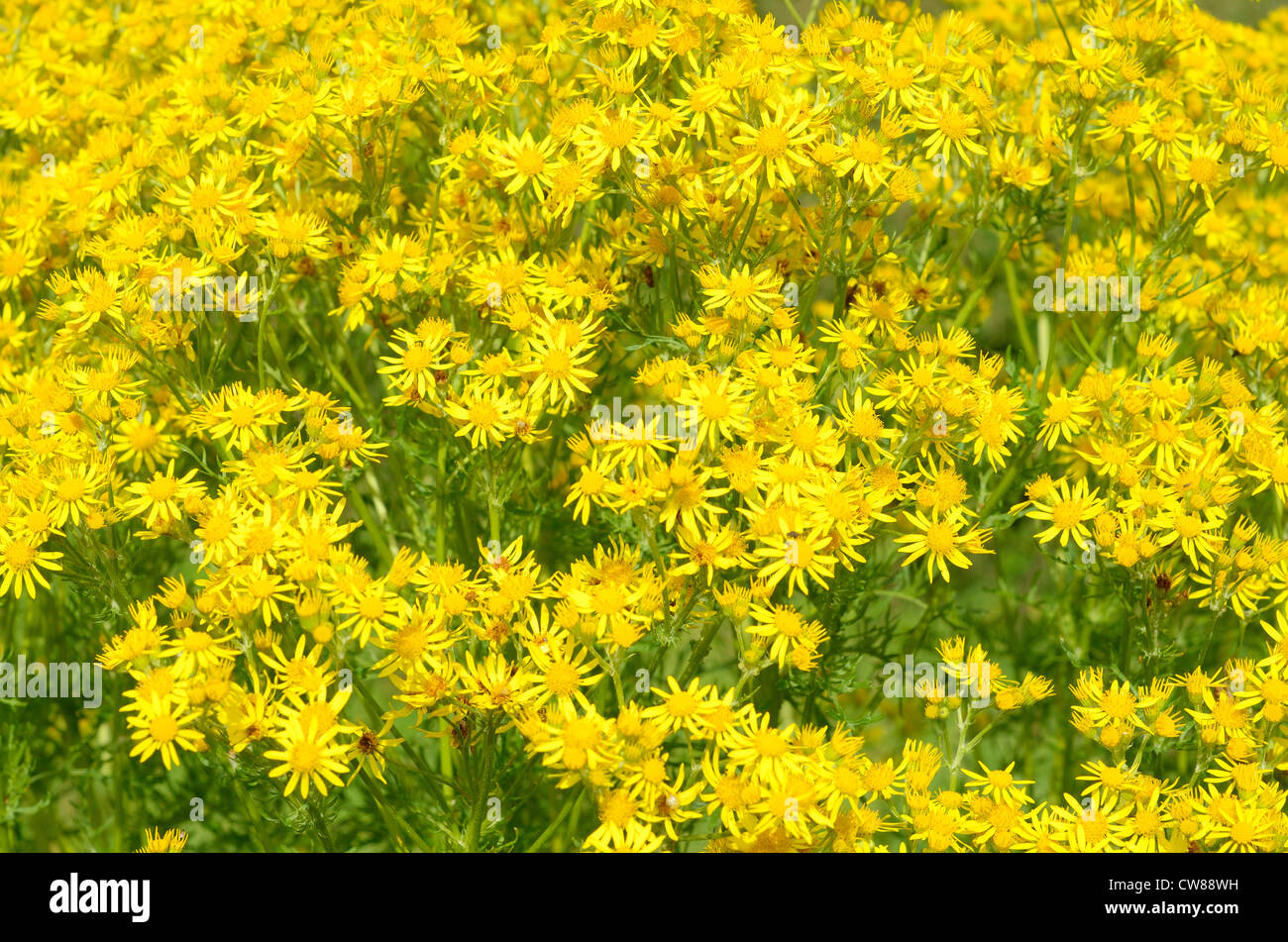 Common Ragwort flowering (Senecio jacobaea) , Norfolk, UK Stock Photo ...