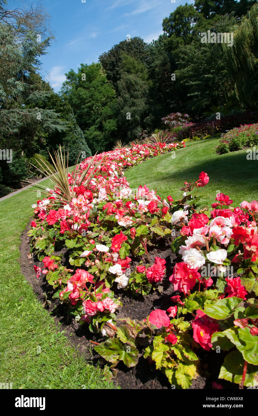 Flowers at the Arboretum Park in Nottingham City, Nottinghamshire England UK Stock Photo Alamy