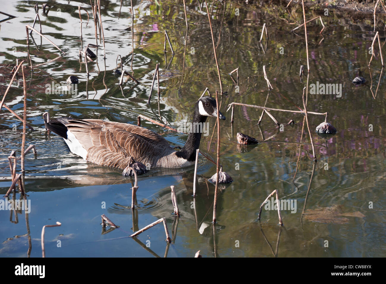 Canadian migratory wild goose swimming on the lake of lotus early in Spring Stock Photo