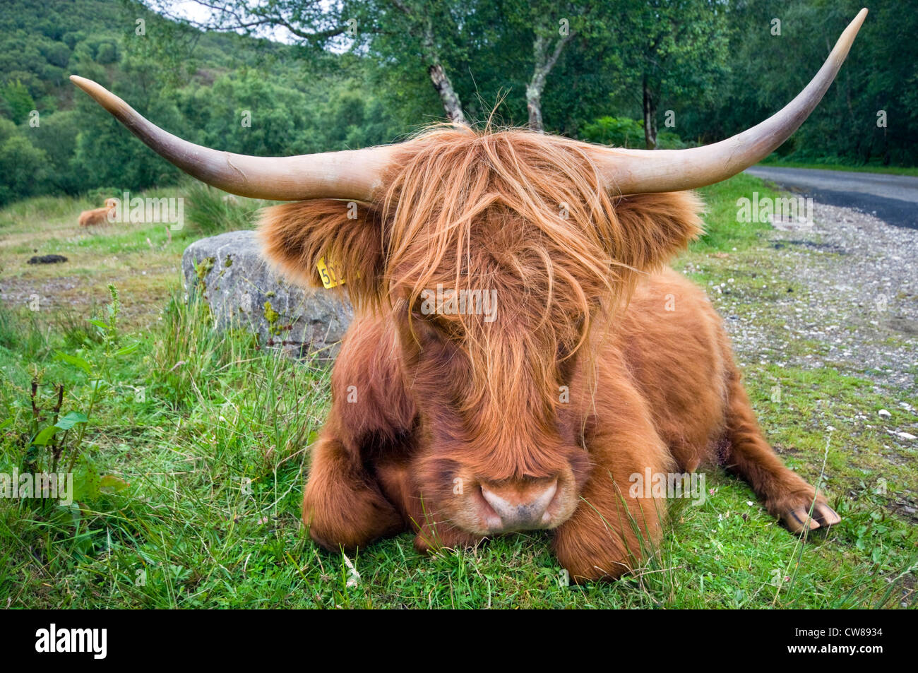 A Highland cow on the Isle of Skye in Scotland Stock Photo - Alamy