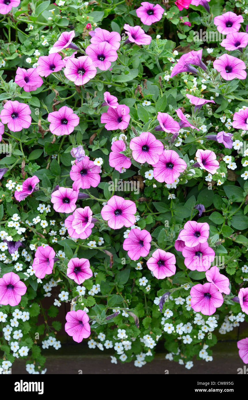 Summer bedding plants hi-res stock photography and images - Alamy
