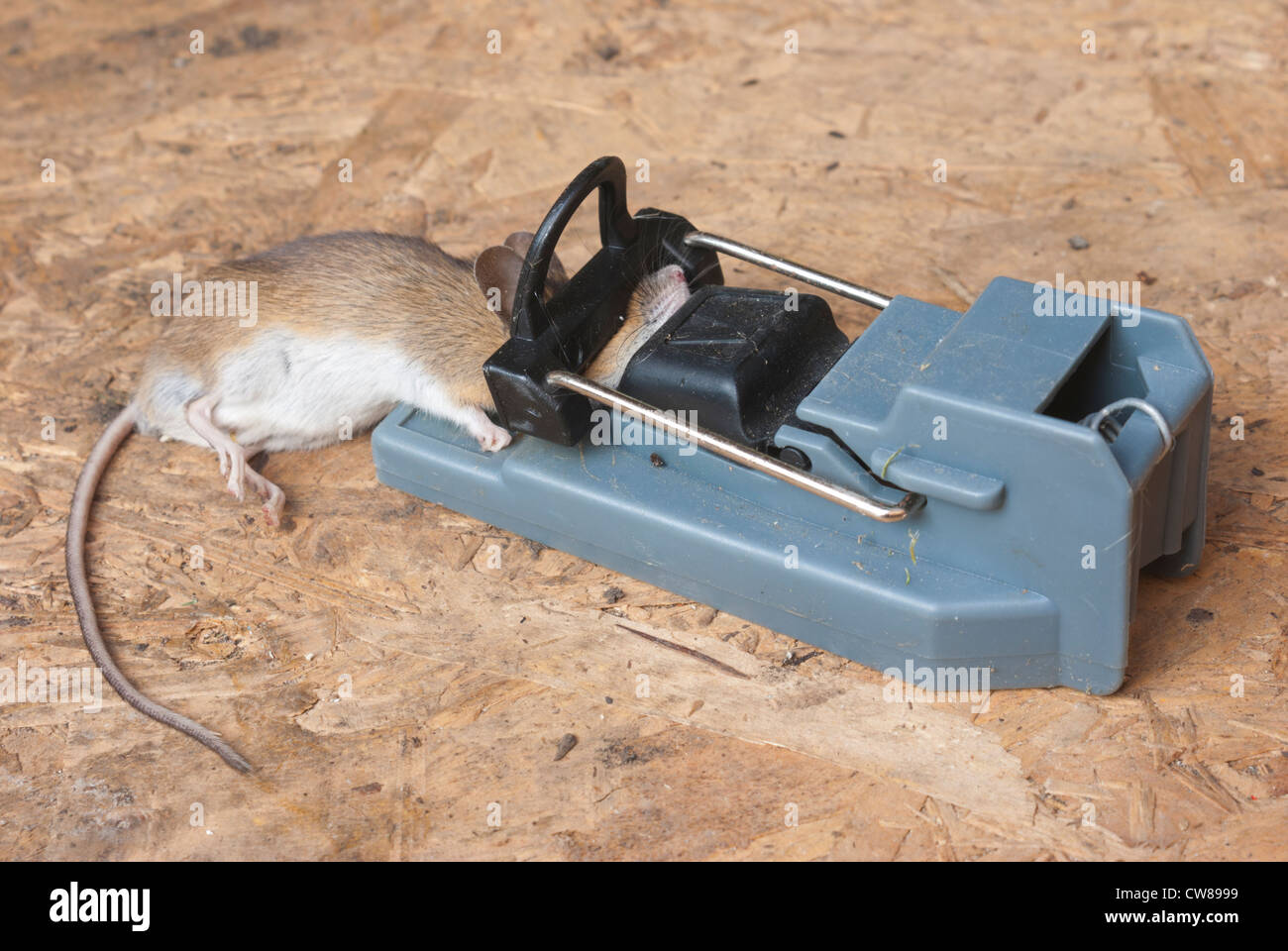 https://c8.alamy.com/comp/CW8999/a-mouse-caught-in-a-trap-CW8999.jpg