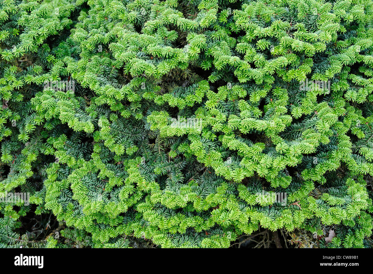 Dwarf conifer, abies balsamea hudsonia, England, July Stock Photo