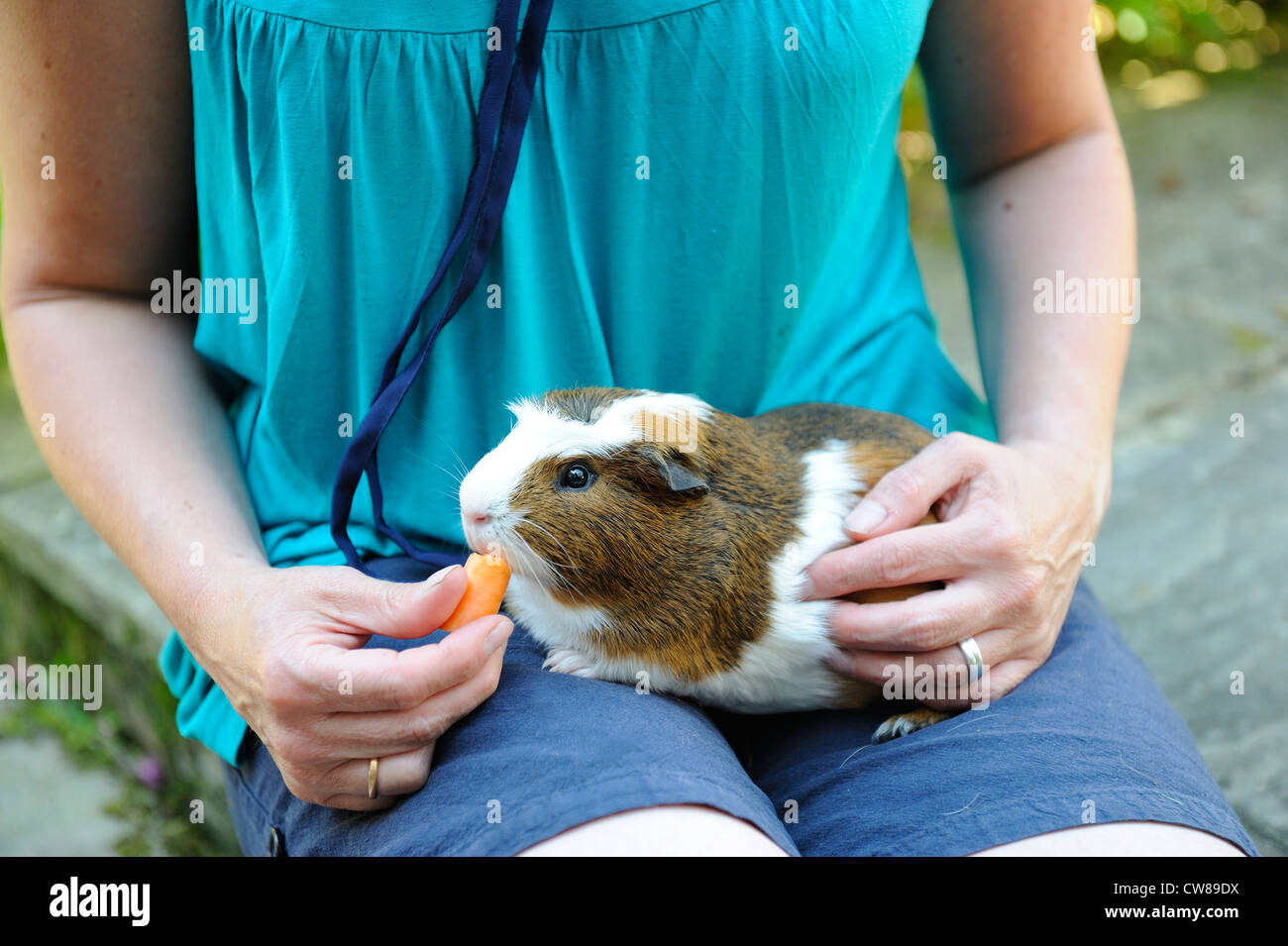 hand rearing guinea pigs