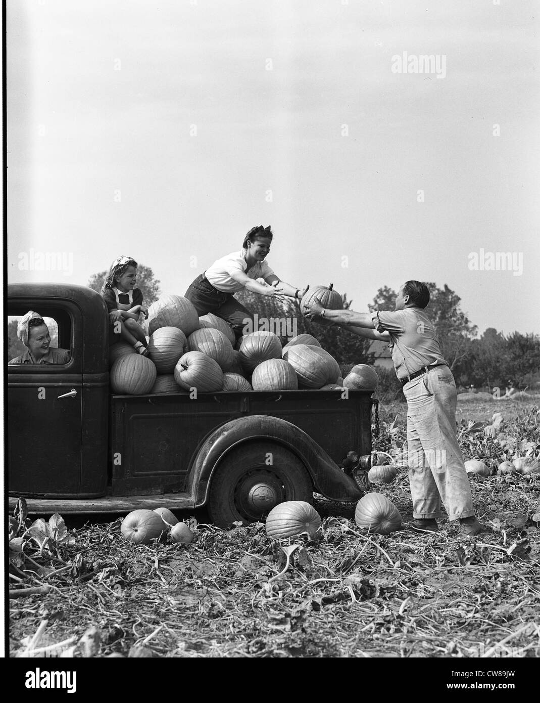 Harvesting pumpkins, ca 1940 Stock Photo